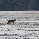 A coyote on a barren field on Fermilab’s campus.